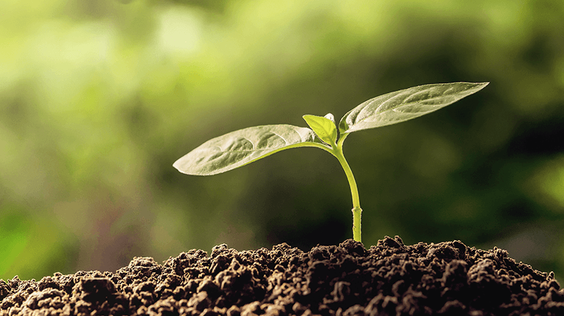 Curso de Especializao em Fisiologia Vegetal e Desenvolvimento de Plantas - Piracicaba/SP